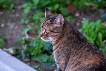 cute grey street cat looking sideways