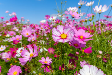 Cosmos Flowers Blooming Under Blue Sky