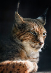A close up of an Eurasian Lynx