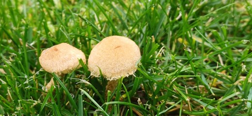 pilz