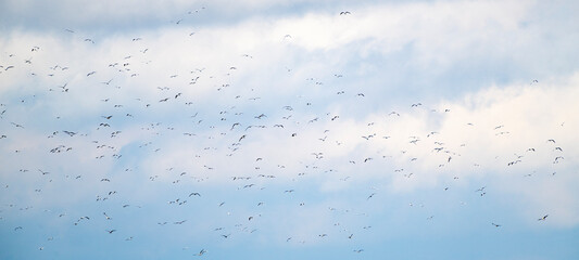 Ein Schwarm von Silbermöwen fliegt über der Ostsee