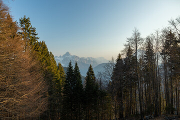 panoramica su montagne lontane, avvolte da una leggera foschia, viste da dietro gli alberi di una foresta in alta quota nelle Alpi Italiane, al tramonto, con cielo sereno