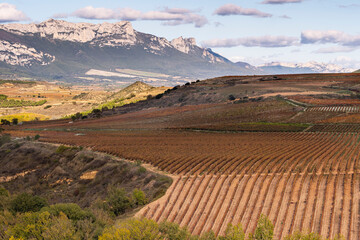 A vast vineyard stretches across rolling hills with distant mountains under a partly cloudy sky, creating a breathtaking panorama that epitomizes tranquility and expanse in La Rioja Spain