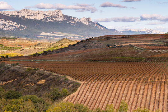 A vast vineyard stretches across rolling hills with distant mountains under a partly cloudy sky, creating a breathtaking panorama that epitomizes tranquility and expanse in La Rioja Spain