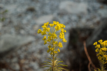 vista macro di una piccola pianta dai fiori gialli su sfondo astratto