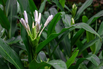 Fototapeta premium The fragrant white flower of (Hedychium coronarium)