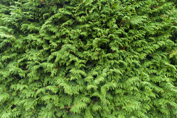 Dense Green Evergreen Hedge Texture