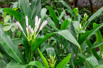 Obraz premium The fragrant white flower of (Hedychium coronarium)