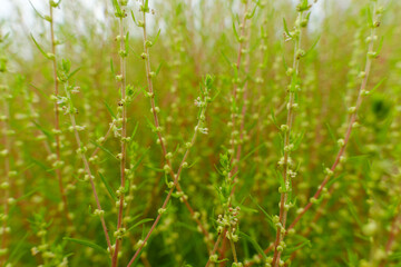 Close-Up of Green Kochia Plants