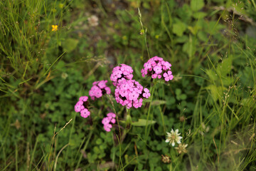 vista macro di alcuni fiori color magenta e rosa in un campo naturale in primavera