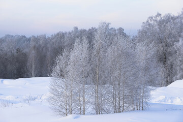 Snowy frosty forest. Beautiful view of snowy trees. Cold winter day