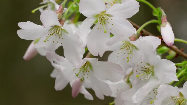 Close-up of blooming Amelanchier lamarckii flowers swaying gently in the spring breeze at the forest edge. Steady shot.
