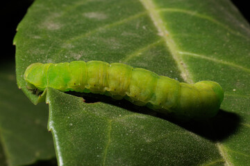 vista macro di un piccolo bruco verde fermo su una foglia di una pianta, ben illuminata