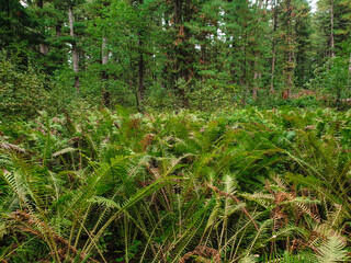 Fototapeta premium Ле