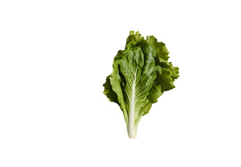 lettuce