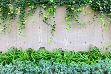 コンクリートの壁に垂れる蔦の葉と草
