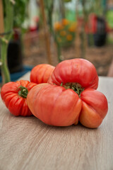 Red tomatoes on the wooden board, green greenhouse background