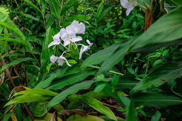 The fragrant white flower of (Hedychium coronarium)