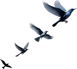 Silhouette of a bird flying free, vector