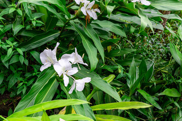 The fragrant white flower of (Hedychium coronarium)