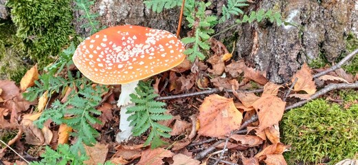 fliegenpilz