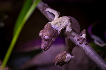 Uroplatus henkeli in a terrarium