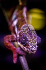 chameleon on a branch in a terrarium