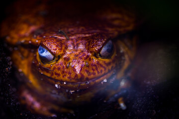 frog red portrait in terrarium