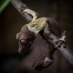 Uroplatus henkeli in a terrarium