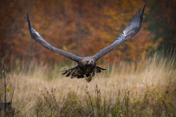 golden eagle in flight in autumn