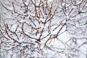 Obraz premium Sea buckthorn branches in snow, frosty winter day, full frame