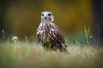 raroh big bird in the grass