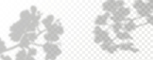 Glare from the sun's rays on the wall. Blurred shadows from leaves and plants in the room. Soft overlay of natural light. Abstract background for product presentation.Natural light layout.