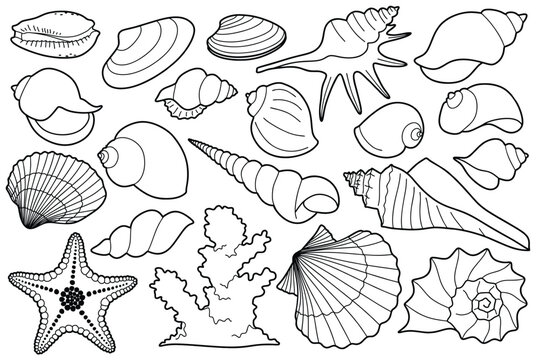 Hand drawn sea shells set with doodle style. line art sea shell background vector illustration.