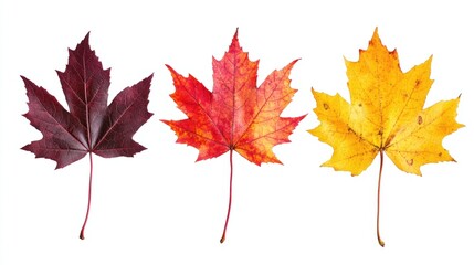 Fototapeta premium Assorted colorful maple leaves in red, orange, and yellow, adding warmth and texture, isolated on transparent background