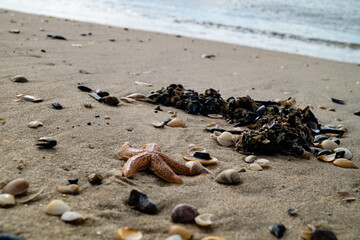 Am Strand von Blavand in Dänemark