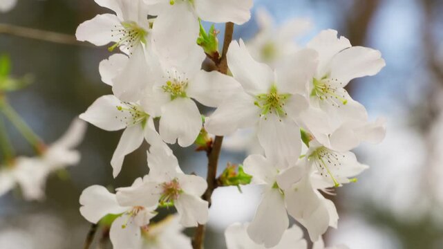 Amelanchier lamarckii flowers blooming on a slender branch in the spring forest. Static shot.