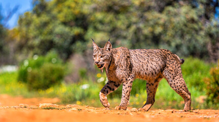 Iberian Lynx, Lynx pardinus, Mediterranean Forest, Castilla La Mancha, Spain, Europe