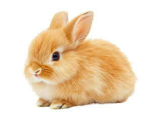 Obraz premium Fluffy orange rabbit sitting calmly, showcasing its soft fur and bright eyes. This adorable creature exudes sense of warmth and playfulness, perfect for animal lovers