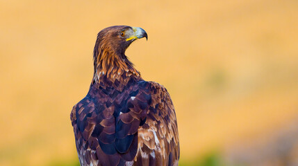 Golden Eagle, Aquila chrysaetos, Mediterranean Forest, Castile Leon, Spain, Europe