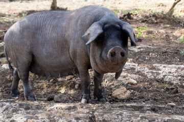 A pig is genus Sus,within the even-toed ungulate family Suidae. Pig farming or hog farming is the raising and breeding of domestic pigs as livestock farmed principally for food e.g. pork, bacon,gammon