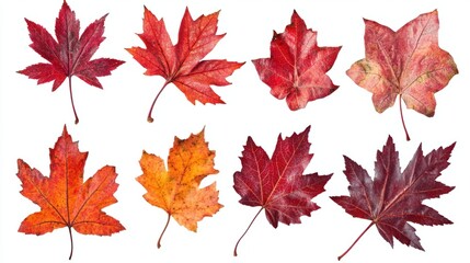 Fototapeta premium Assorted maple leaves in vibrant red and orange, showing seasonal colors and textures, isolated on transparent background