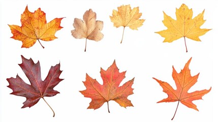 Assorted maple leaves in warm autumn tones, showing natural textures and colors, isolated on transparent background