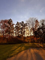 Setting Sun Casts Long Shadows on Grass and Pathway Among Autumn Trees