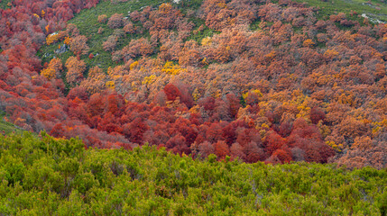 Hayedo de la Pedrosa Natural Protected Area, Beech Forest Autumn Season, Fagus sylvatica, Riofrío...