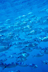 Saddled Seabream, Saddled Bream, Oblade, Oblada melanura, Cabo Cope-Puntas del Calnegre Natural Park, Mediterranean Sea,  Region de Murcia, Murcia, Spain, Europe