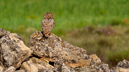 Little Owl, Athene noctua, Mediterranean Forest, Castilla y Leon, Spain, Europe