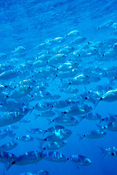 Saddled Seabream, Saddled Bream, Oblade, Oblada melanura, Cabo Cope-Puntas del Calnegre Natural Park, Mediterranean Sea,  Region de Murcia, Murcia, Spain, Europe