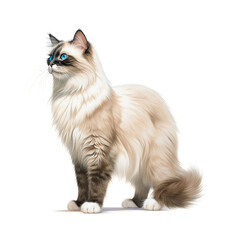 Cat breed Ragdoll