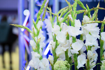 Stunning and Elegant Display of White Gladiolus Flowers Captivating the Eye and Heart